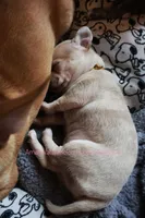 Adora *CKC*, a female Chihuahua for sale in Hermiston, OR – Photo 7 of 7