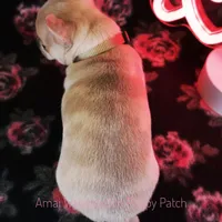 Adora *CKC*, a female Chihuahua for sale in Hermiston, OR – Photo 4 of 7