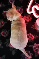 Adora *CKC*, a female Chihuahua for sale in Hermiston, OR – Photo 4 of 7