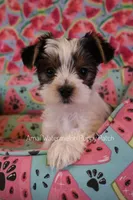 Pepper *AKC, a male Yorkshire Terrier for sale in Hermiston, OR – 3 of 6