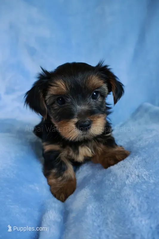 JD *AKC* – Yorkshire Terrier puppy for sale in Hermiston, OR