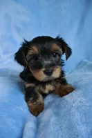 JD *AKC*, a male Yorkshire Terrier for sale in Hermiston, OR – 1 of 5
