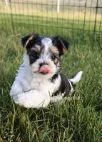 Marble *AKC*, a male Yorkshire Terrier for sale in Hermiston, OR – 2 of 6