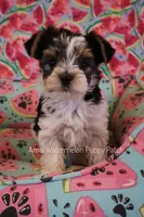 Marble *AKC*, a male Yorkshire Terrier for sale in Hermiston, OR – 3 of 6
