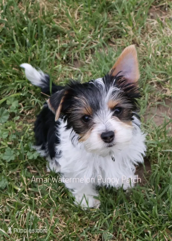 Snoopy *AKC* – Yorkshire Terrier puppy for sale in Hermiston, OR