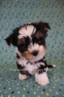 Yahtzee *CKC*, a male Yorkshire Terrier for sale in Hermiston, OR – 2 of 8