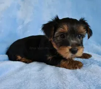 JD *AKC*, a male Yorkshire Terrier for sale in Hermiston, OR – 2 of 5