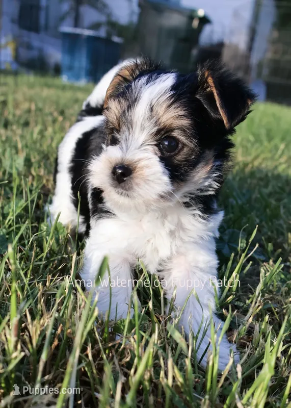 Domino *AKC* – Yorkshire Terrier puppy for sale in Hermiston, OR
