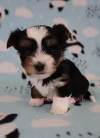 Peter *CKC*, a male Yorkshire Terrier for sale in Hermiston, OR – Photo 3 of 7
