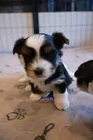 Peter *CKC*, a male Yorkshire Terrier for sale in Hermiston, OR – Photo 6 of 7