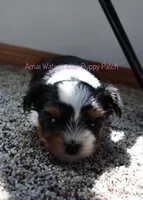Peter *CKC*, a male Yorkshire Terrier for sale in Hermiston, OR – Photo 7 of 7