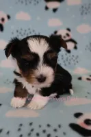 Peter *CKC*, a male Yorkshire Terrier for sale in Hermiston, OR – Photo 5 of 7