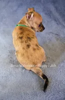 Melman, a male Chihuahua for sale in Hermiston, OR – 2 of 4