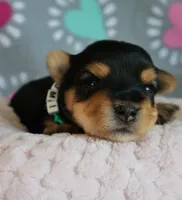 Rumi *AKC*, a female Yorkshire Terrier for sale in Hermiston, OR – 1 of 4