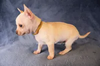 Alex, a male Chihuahua for sale in Hermiston, OR – 2 of 4