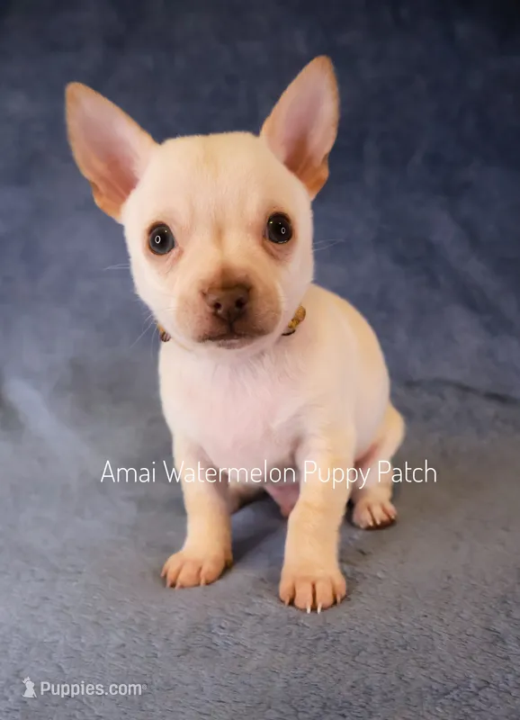 Alex – Chihuahua puppy for sale in Hermiston, OR