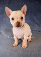 Alex, a male Chihuahua for sale in Hermiston, OR – 1 of 4