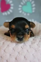 Zoey *AKC*, a female Yorkshire Terrier for sale in Hermiston, OR – 2 of 4