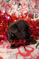 Billy *CKC*, a male Yorkshire Terrier for sale in Hermiston, OR – Photo 5 of 6