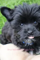 Shadow*CKC*, a male Yorkshire Terrier for sale in Hermiston, OR – Photo 6 of 9