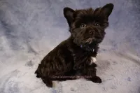 Shadow*CKC*, a male Yorkshire Terrier for sale in Hermiston, OR – Photo 5 of 9