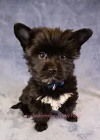 Shadow*CKC*, a male Yorkshire Terrier for sale in Hermiston, OR – Photo 4 of 9