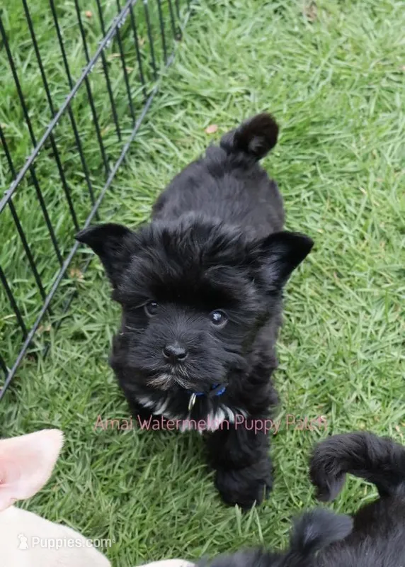 Herry Potter *CKC* Rare Extreme Black – Yorkshire Terrier puppy for sale in Hermiston, OR