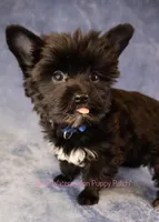 Shadow*CKC*, a male Yorkshire Terrier for sale in Hermiston, OR – Photo 3 of 9