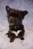 Shadow*CKC*, a male Yorkshire Terrier for sale in Hermiston, OR – Photo 2 of 9