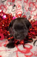 Billy *CKC*, a male Yorkshire Terrier for sale in Hermiston, OR – Photo 1 of 6