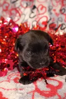 Billy *CKC*, a male Yorkshire Terrier for sale in Hermiston, OR – Photo 2 of 6