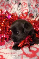 Billy *CKC*, a male Yorkshire Terrier for sale in Hermiston, OR – Photo 3 of 6