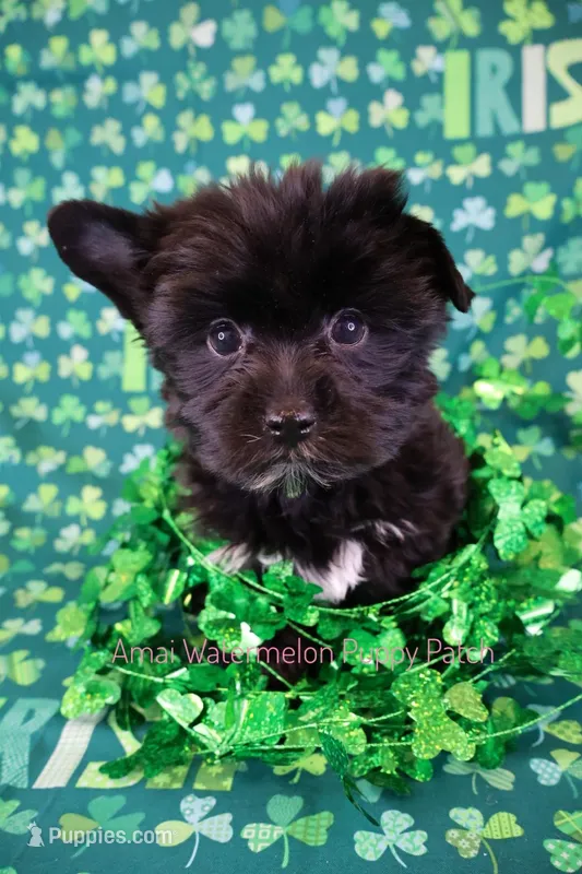 Billy *CKC* – Yorkshire Terrier puppy for sale in Hermiston, OR