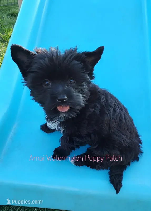 Shadow*CKC* – Yorkshire Terrier puppy for sale in Hermiston, OR
