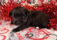 Billy *CKC*, a male Yorkshire Terrier for sale in Hermiston, OR – Photo 4 of 6