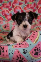 Snoopy *AKC*, a male Yorkshire Terrier for sale in Hermiston, OR – 3 of 6