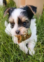 Salt *AKC* Small, a male Yorkshire Terrier for sale in Hermiston, OR – 2 of 6