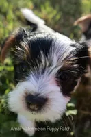 Snoopy *AKC*, a male Yorkshire Terrier for sale in Hermiston, OR – 2 of 6