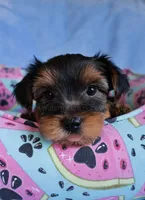 JD *AKC*, a male Yorkshire Terrier for sale in Hermiston, OR – 5 of 5