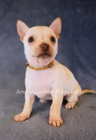 Alex, a male Chihuahua for sale in Hermiston, OR – 3 of 4
