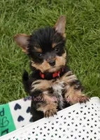 Toby *CKC*, a male Yorkshire Terrier for sale in Hermiston, OR – Photo 1 of 7