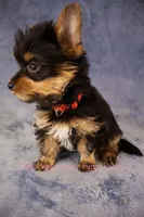 Toby *CKC*, a male Yorkshire Terrier for sale in Hermiston, OR – Photo 5 of 7