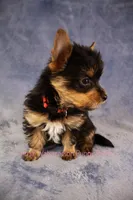 Toby *CKC*, a male Yorkshire Terrier for sale in Hermiston, OR – Photo 4 of 7