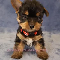 Toby *CKC*, a male Yorkshire Terrier for sale in Hermiston, OR – Photo 6 of 7