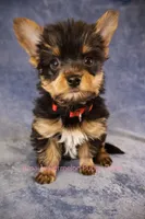 Toby *CKC*, a male Yorkshire Terrier for sale in Hermiston, OR – Photo 2 of 7
