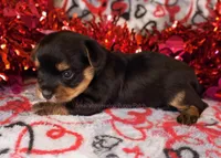 Jason *CKC*, a male Yorkshire Terrier for sale in Hermiston, OR – Photo 2 of 5