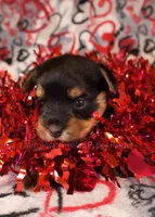 Jason *CKC*, a male Yorkshire Terrier for sale in Hermiston, OR – Photo 3 of 5