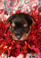 Jason *CKC*, a male Yorkshire Terrier for sale in Hermiston, OR – Photo 1 of 5