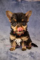 Toby *CKC*, a male Yorkshire Terrier for sale in Hermiston, OR – Photo 3 of 7