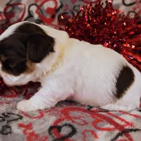 Trini *CKC*, a female Yorkshire Terrier for sale in Hermiston, OR – Photo 5 of 6